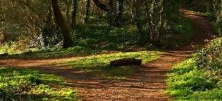 forest path divorce mediation